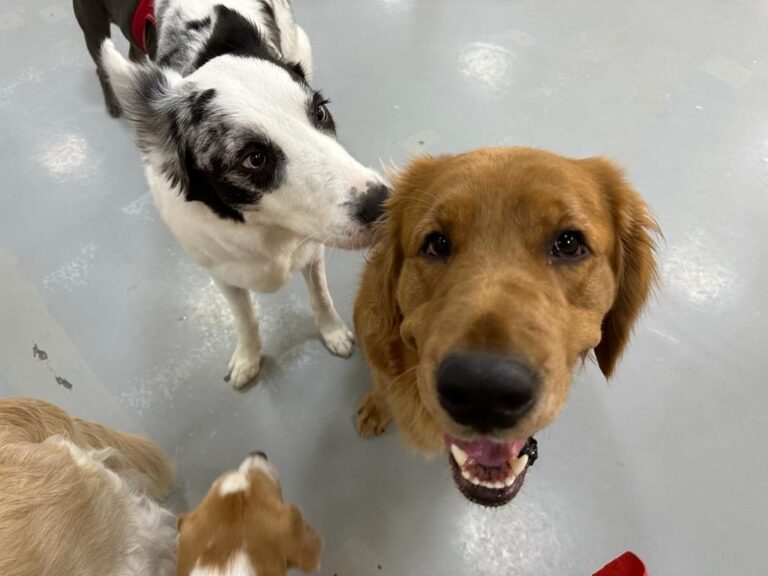 WhatsApp Image 2023 08 29 at 7.32.54 AM 768x576